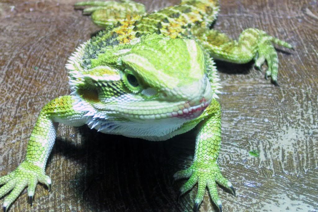 Image result for real lizard with lipstick