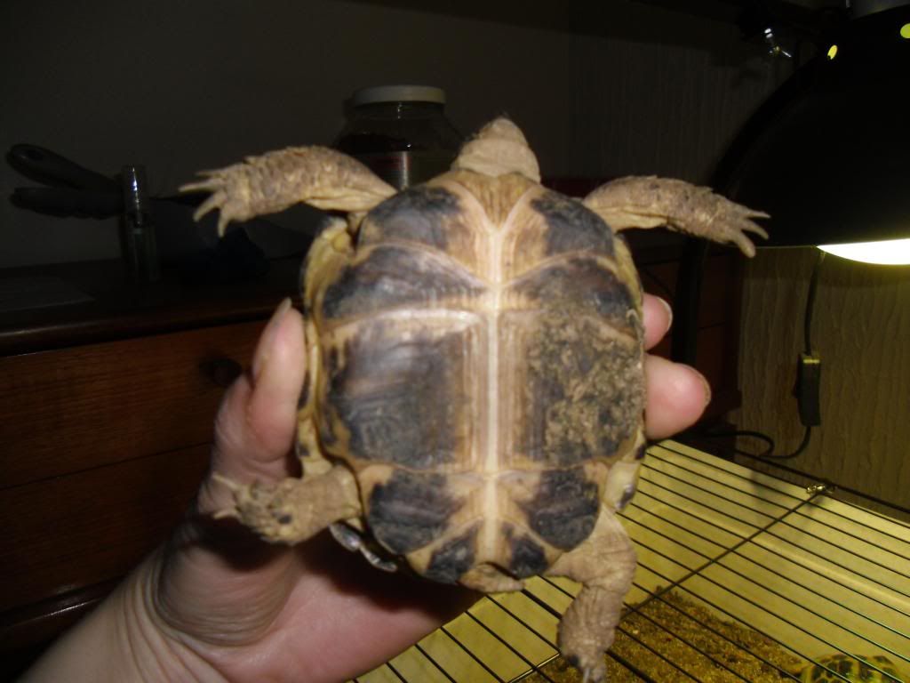 Sexing Tortoises Reptile Forums 3434