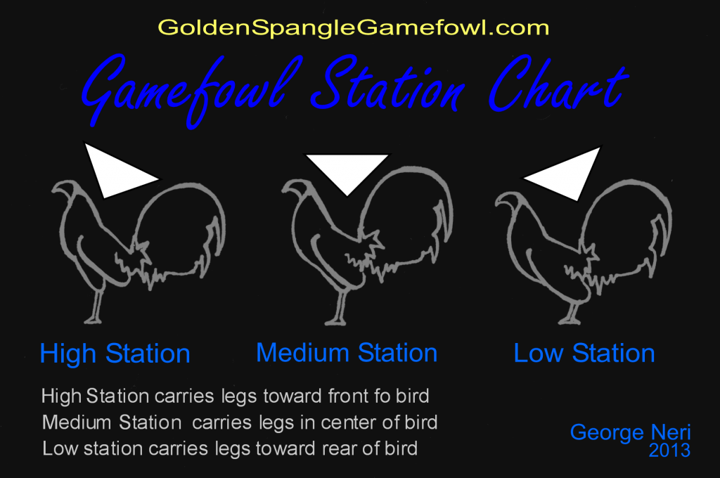 Game Chicken Breeds Chart