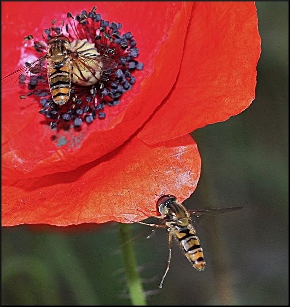 6910f83d-e985-4039-9909-ea3cc05eafeb_zps