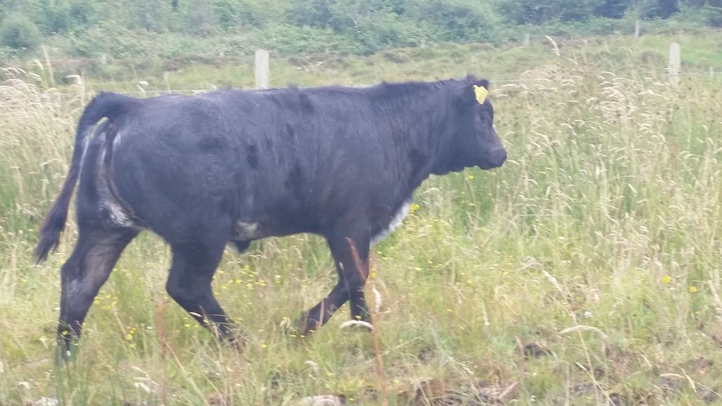 Blue%20cow%20calf%201_zpszdzboowb.jpg