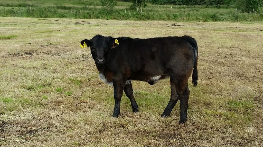 Blue%20cows%20calf_zps2zfonyup.jpg