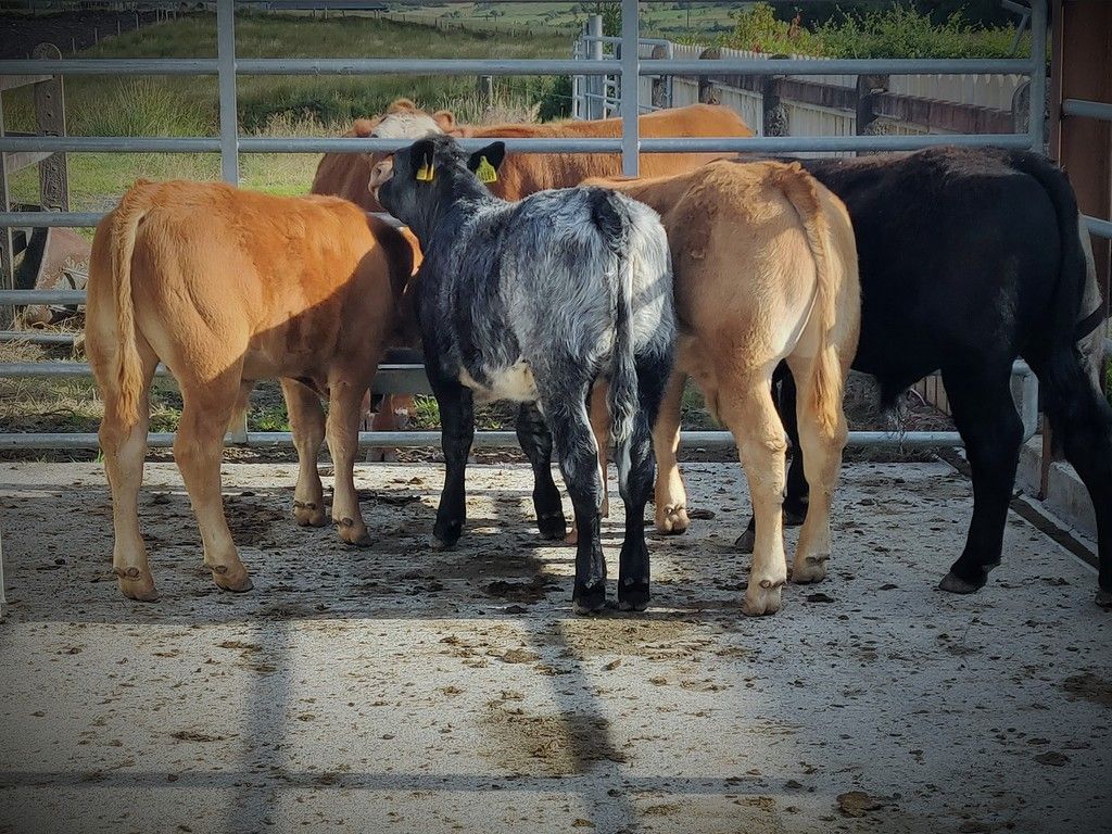 Calfs%202018_zpsgeu38cq7.jpg