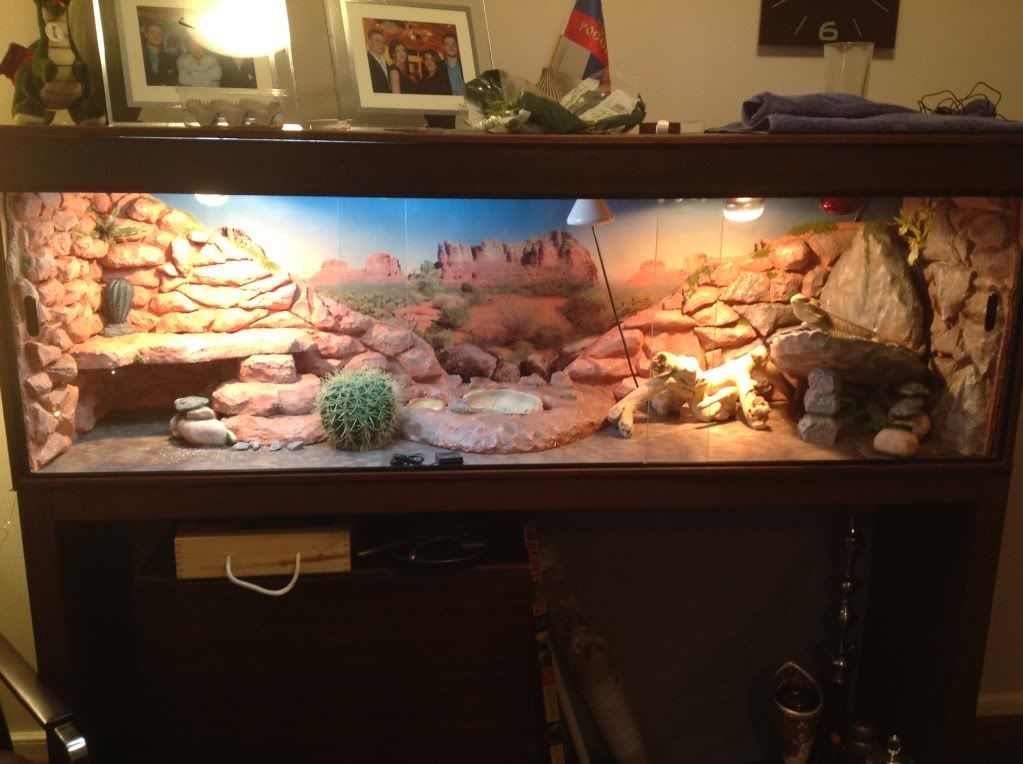 New Homemade Viv Photos Bearded Dragon Org new-homemade-viv-photos-bearded-dragon-org