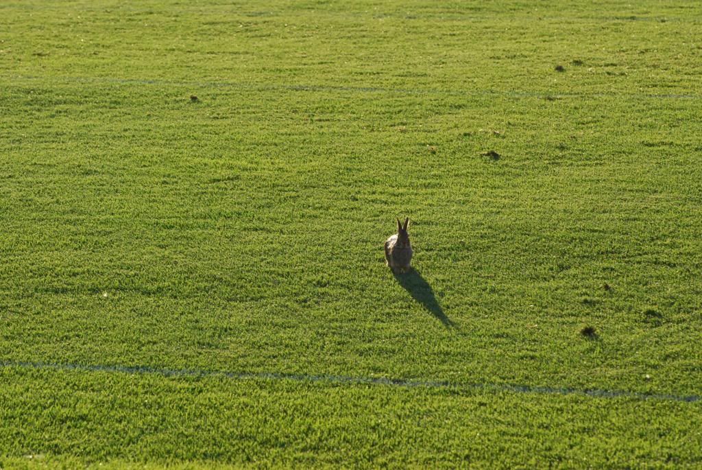 Bunny at Vikings camp