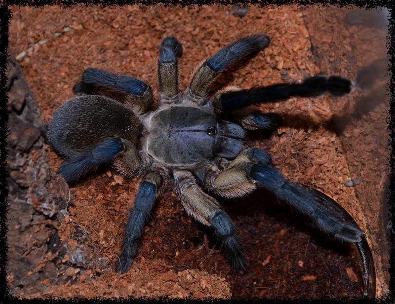 M%20balfouri%20800_zps15b8tz4w.jpg
