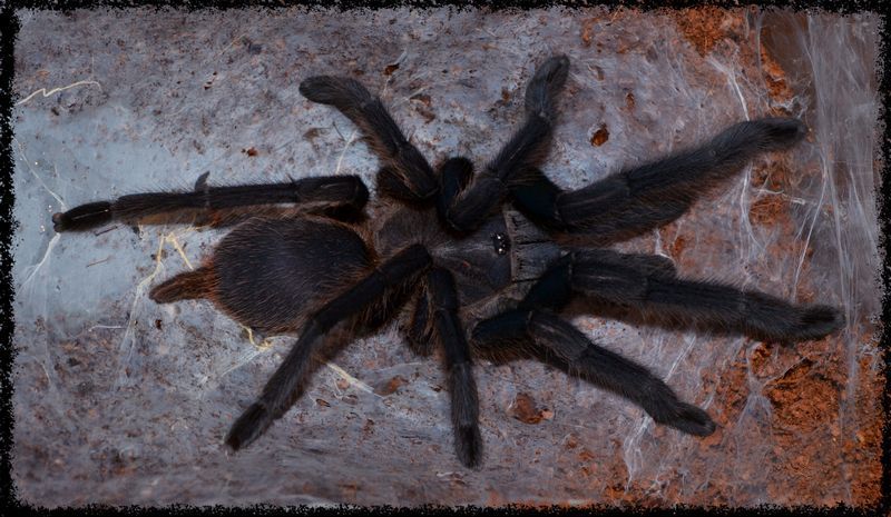 ch%20dyscolus%20black%208003_zpsrsibdlmz