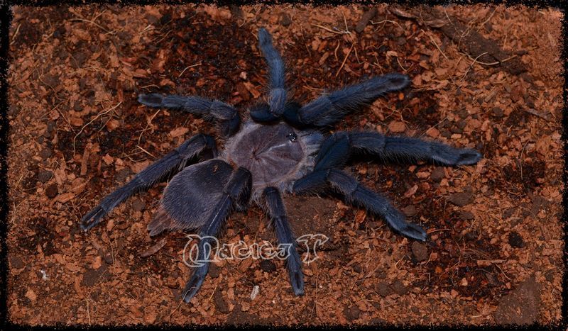 chilobrachys%20dyscolus%20black%20800sze