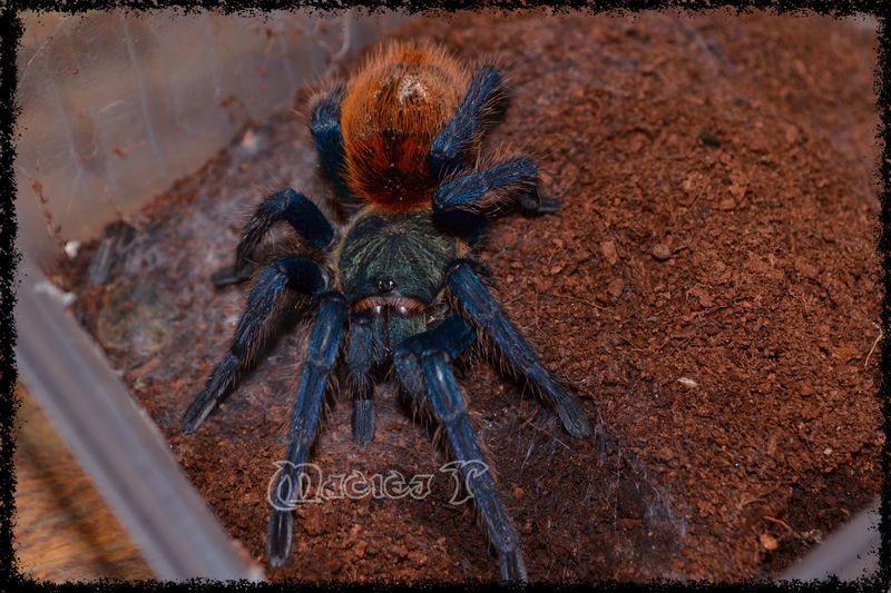 gbb%202%20800szer_zps1zjugf04.jpg
