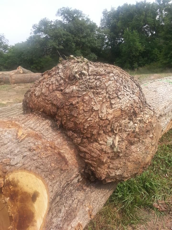 What is this burl worth? LumberJocks Woodworking Forum