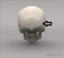 Lump on Back Head Worried - 5-8 Years (Younger Kids) - Essential Kids