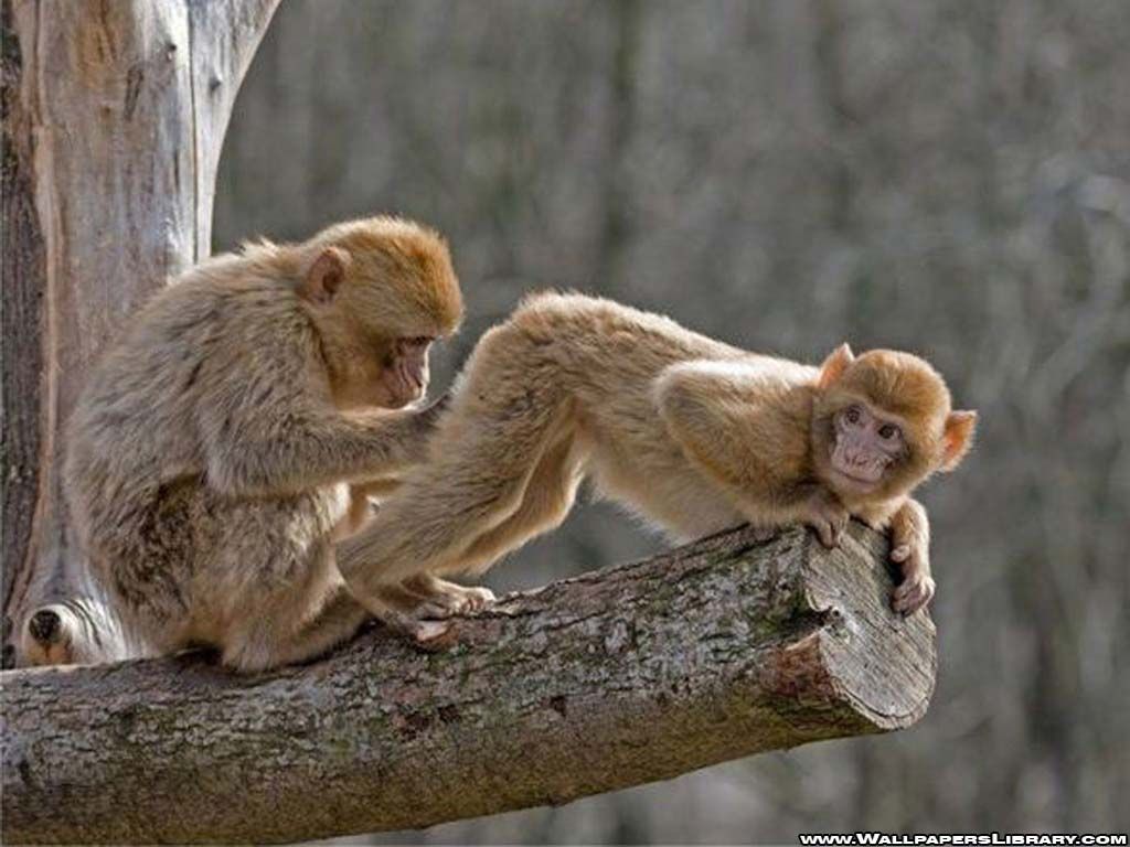  photo monkeys-funny-wallpaper-5_zps483dbab8.jpg