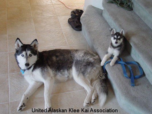 alaskan-klee-kai-alaskan-klee-kai-17409208-533-400_zps67f3f65f.jpg