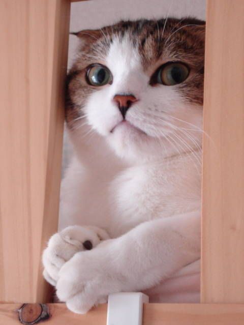  photo 9755c44c4c3511162cbeac2393dd1a7e_zps2cf32894.jpg