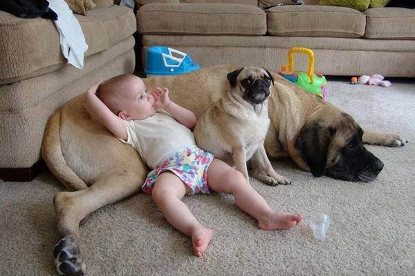 EMGN-Dogs-Babies-Love-Best-Friends-8_zpsefmraxlg.jpg