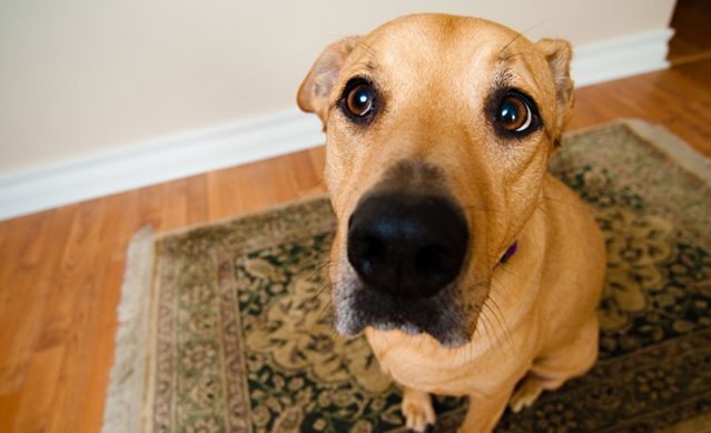 how_do_i_stop_my_dog_from_begging_istock_000012144475small_zpsb0251cf8.jpg