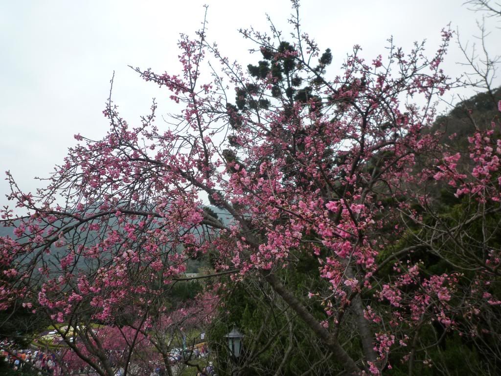P1040363.jpg