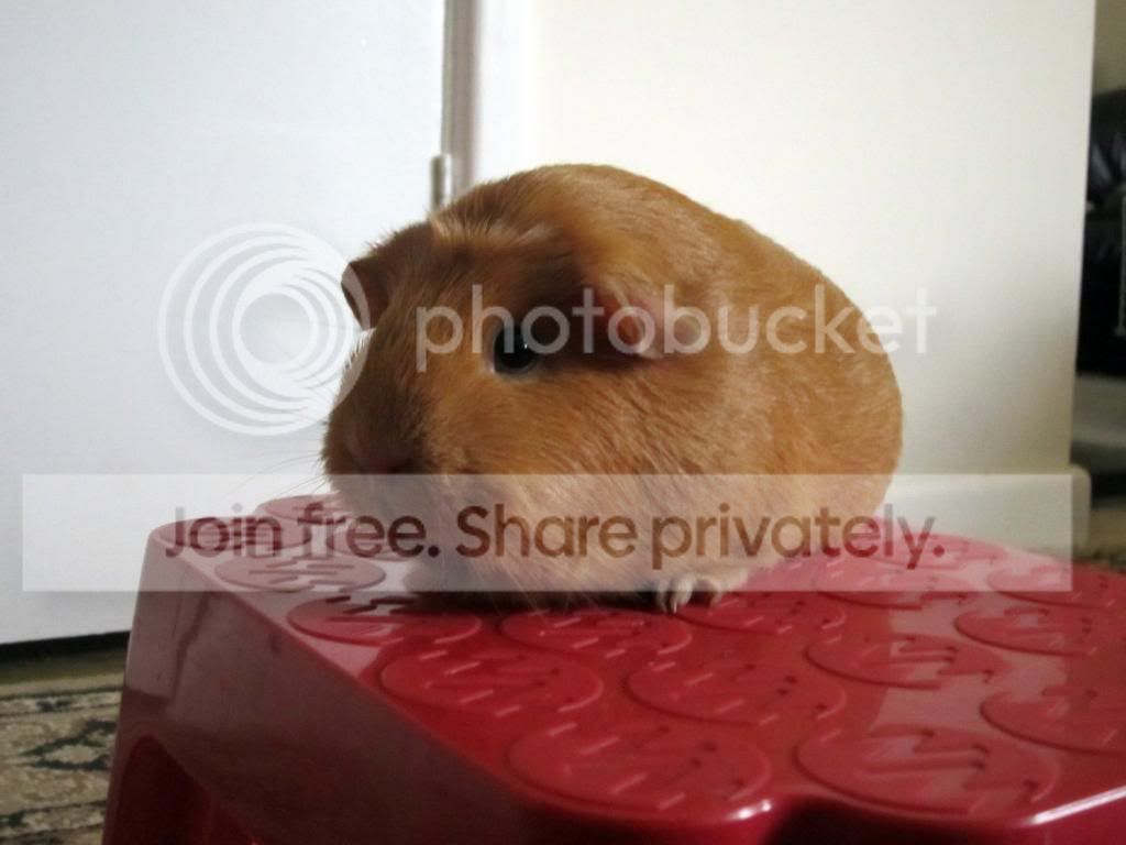 Hatty001.jpg