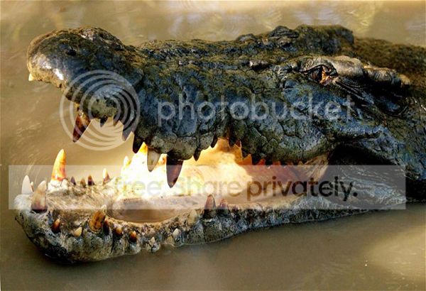 &lsquo;Hostaged&rsquo; croc to be returned to marsh