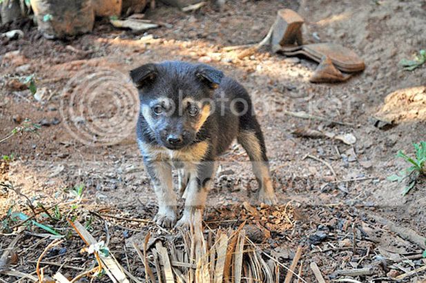 Rabies from puppy kills another La Union villager